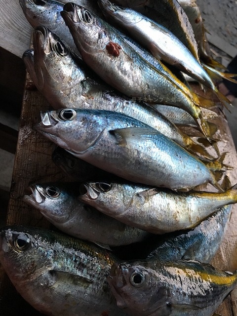 式根島タカベ