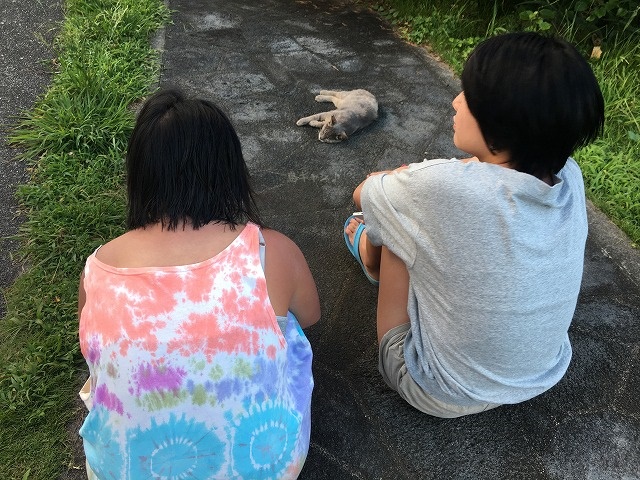 八丈島キャンプ場の猫