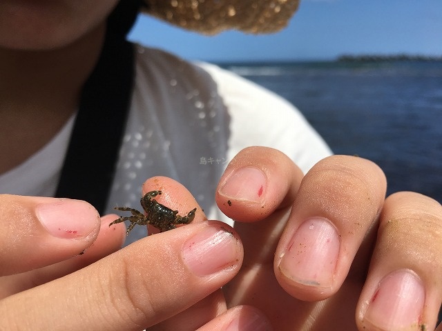 底土海岸磯遊びカニ