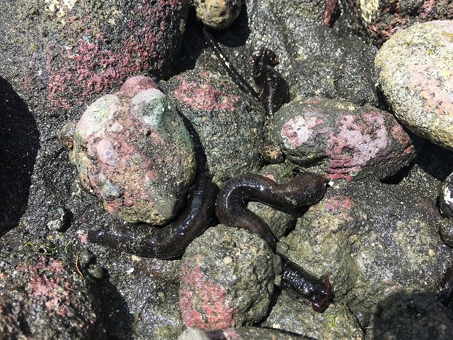 底土海岸磯遊び　不思議生物