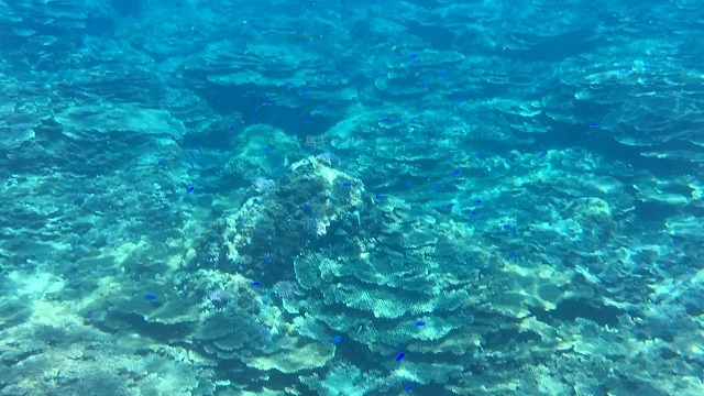 底土海水浴場サンゴ礁