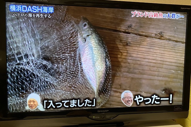 東京湾の金アジ鉄腕ダッシュ