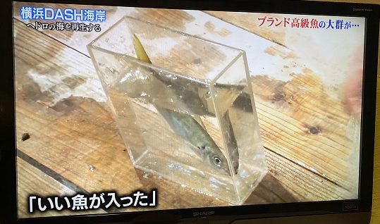 東京湾の金アジ鉄腕ダッシュ水槽