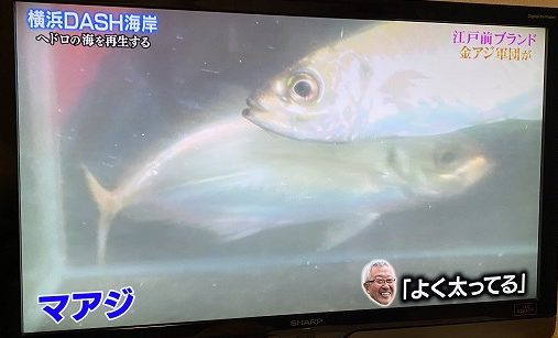 東京湾の金アジ鉄腕ダッシュ