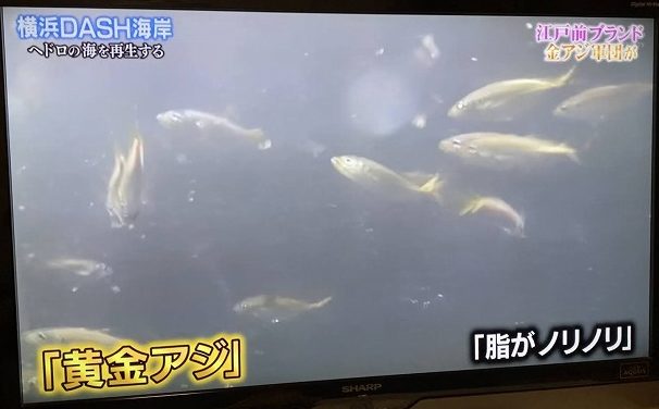 東京湾の金アジ鉄腕ダッシュ