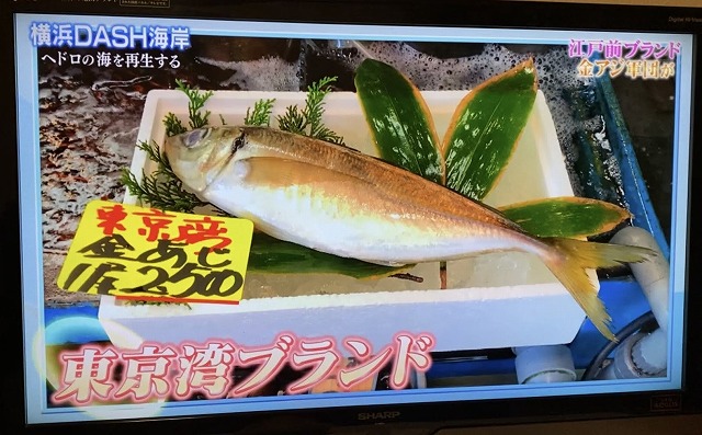 高級魚東京湾の金アジ