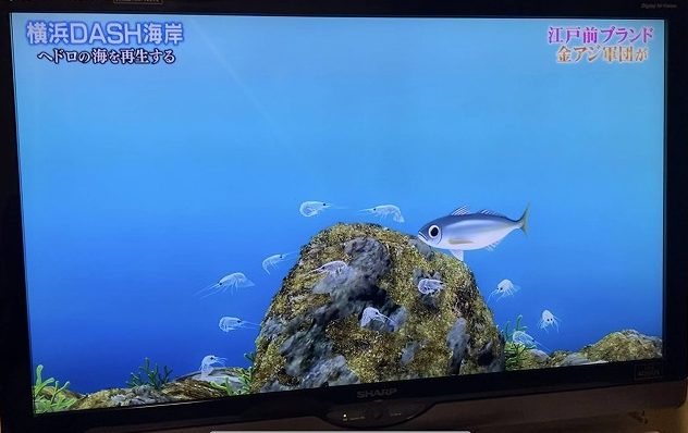 東京湾の金アジ鉄腕ダッシュ