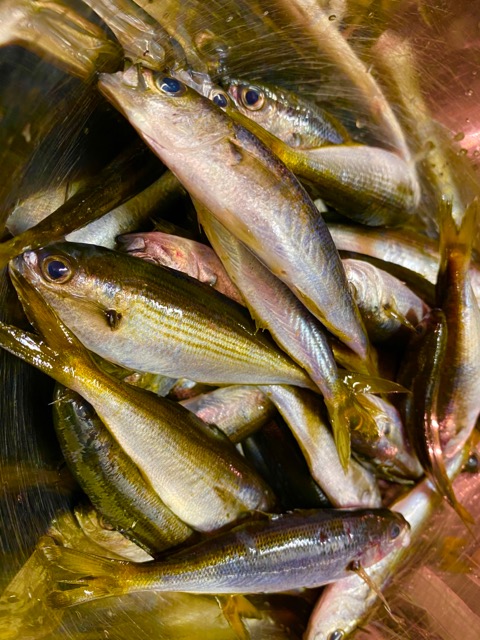 大島のタカベを食べる