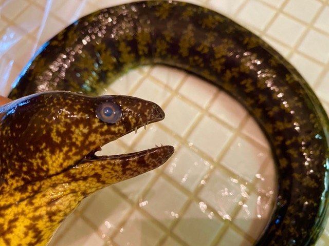 大島で釣ったウツボを食べる