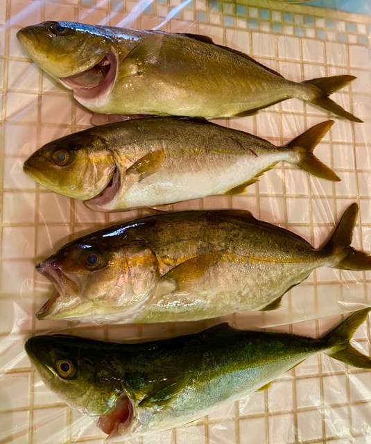 大島のショゴとワカシ