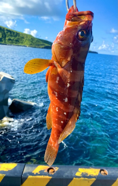 アカハタ釣り