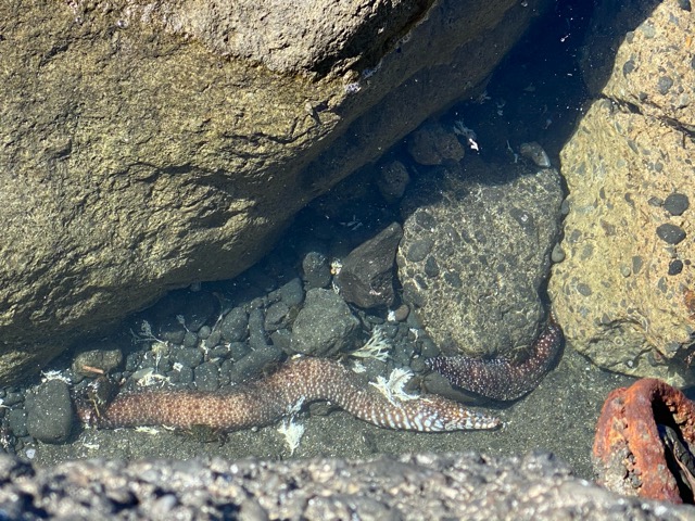 ウツボが二匹